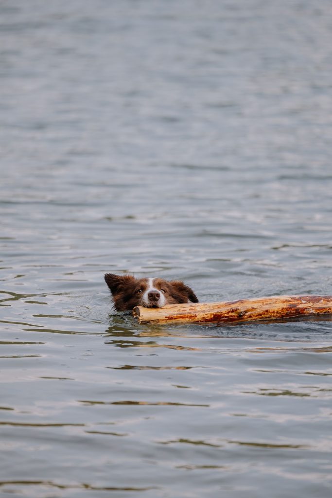 Perro jadeando bajo la sombra en un día caluroso de verano