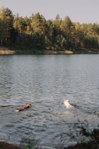 Dog summer