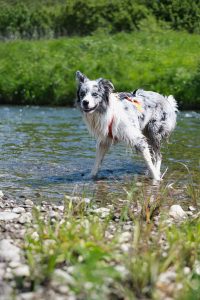 Dog summer
