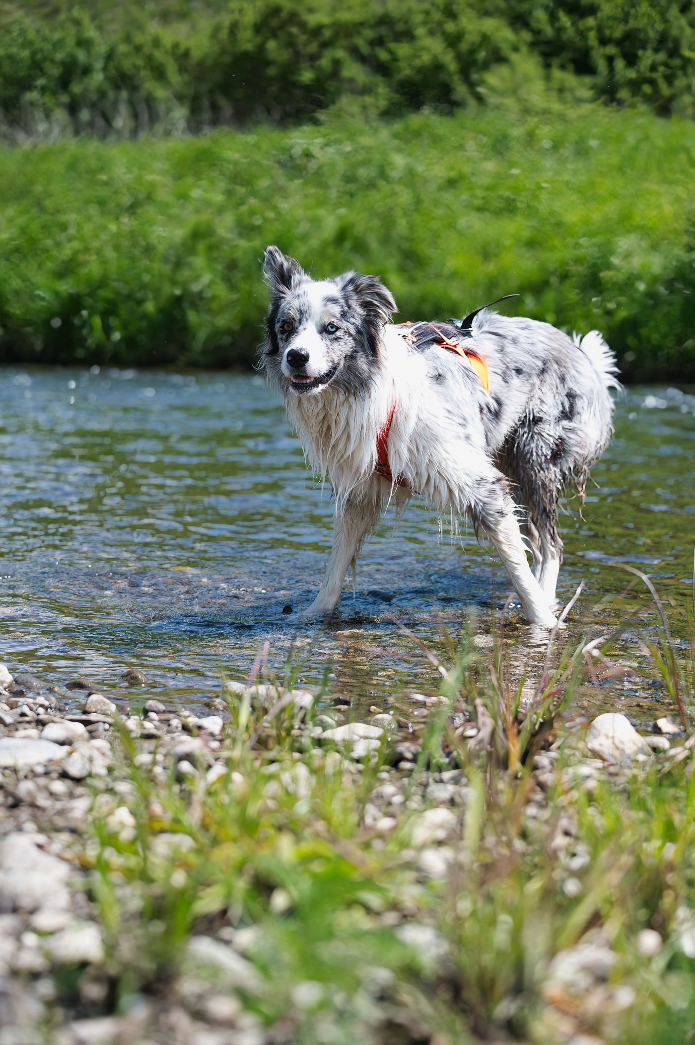 Dog summer