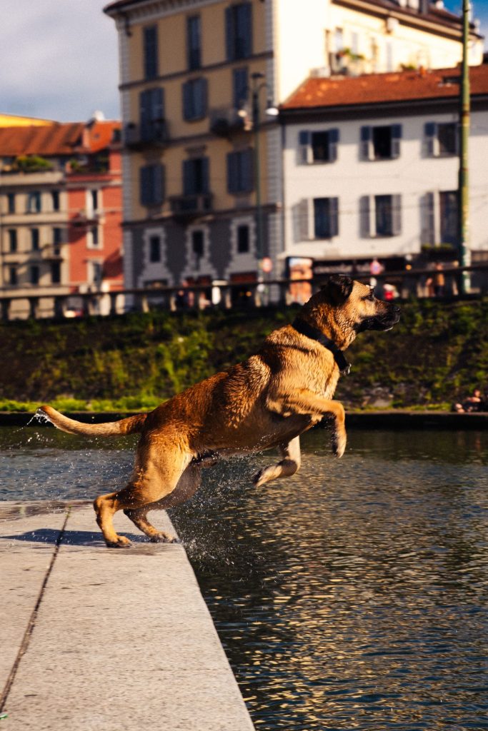 Perro descansando a la sombra junto a sus dueños en la playa