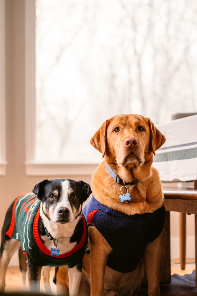 Perro con jersey de tejido reciclado en tonos naturales