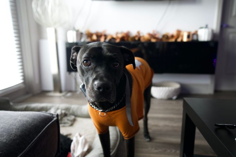 Dog sweater