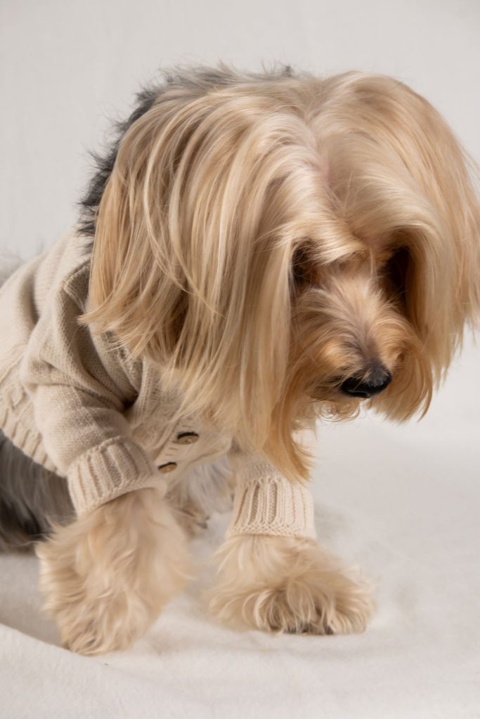 Perro pequeño de pie mientras le miden la espalda con una cinta métrica