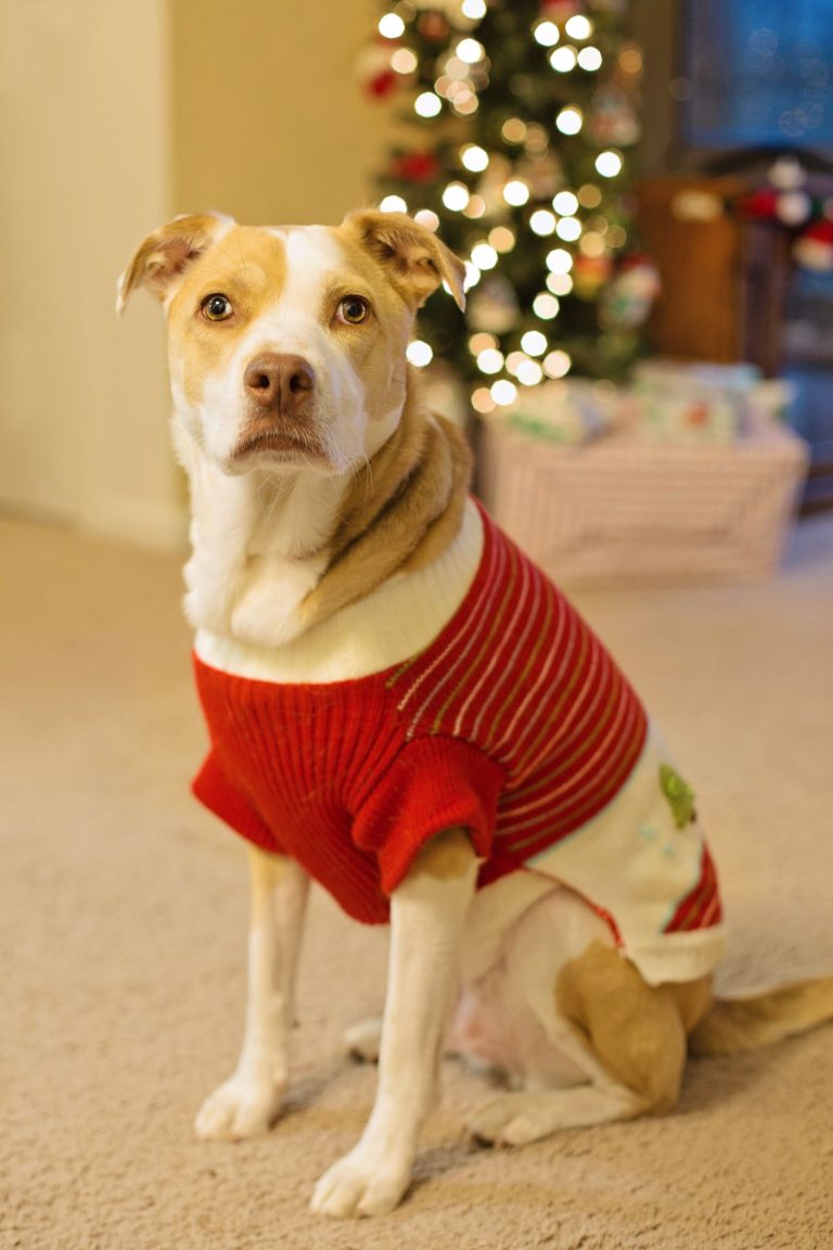 Dog sweater