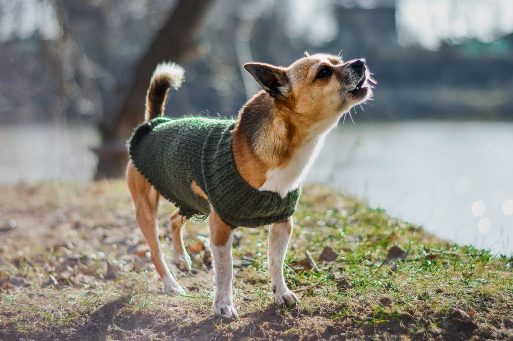 Perro con jersey de punto de color neutro sentado en el sofá