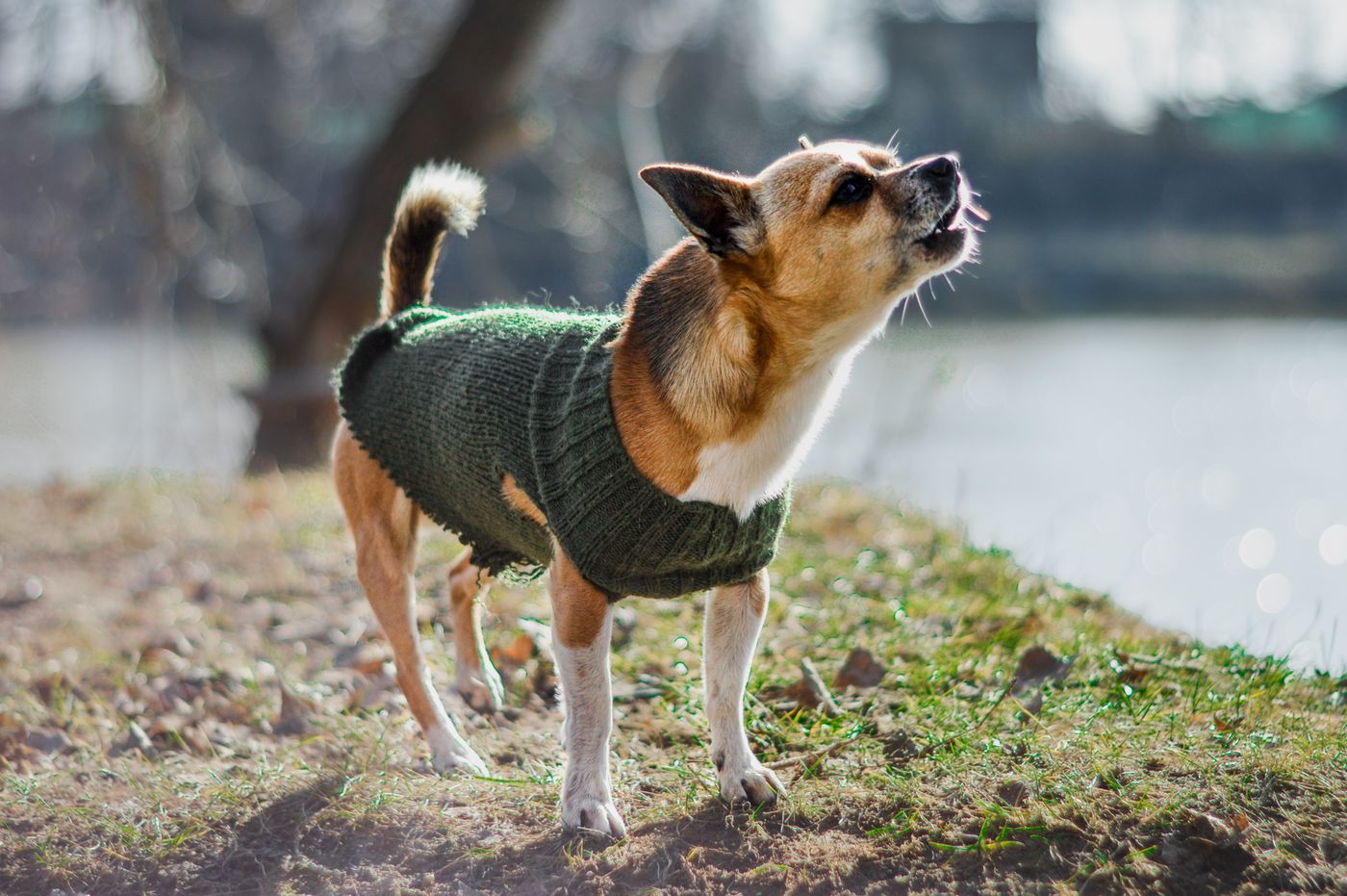 Dog sweater