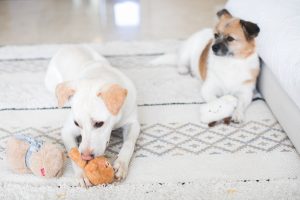 Dog toy plush