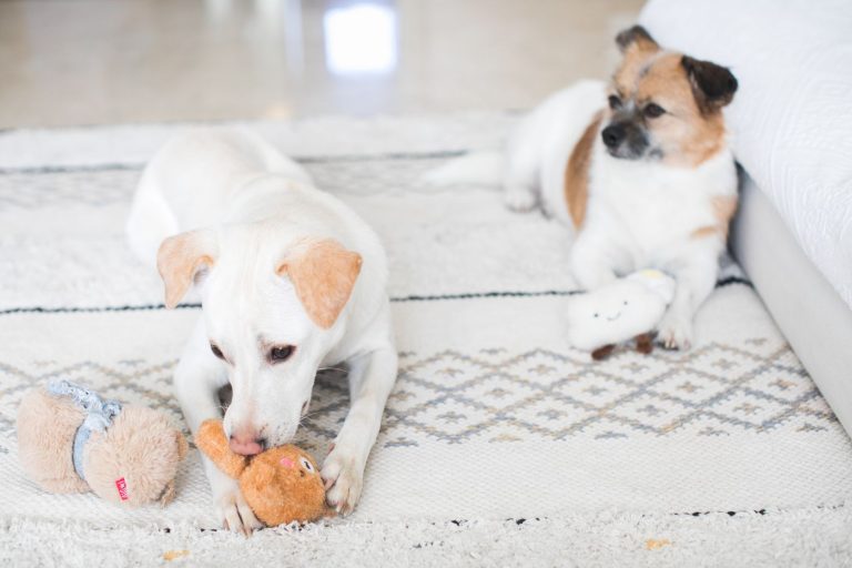 Dog toy plush