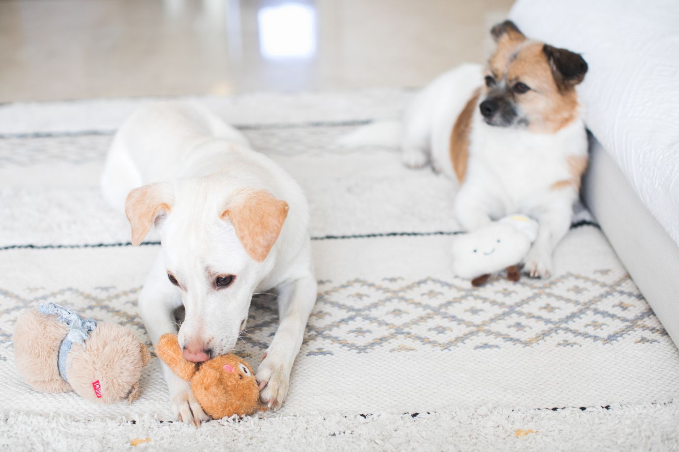 Dog toy plush