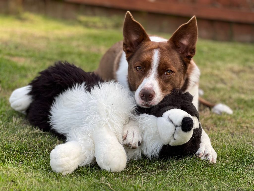 Perro manipulando un juguete de estimulación mental con las patas
