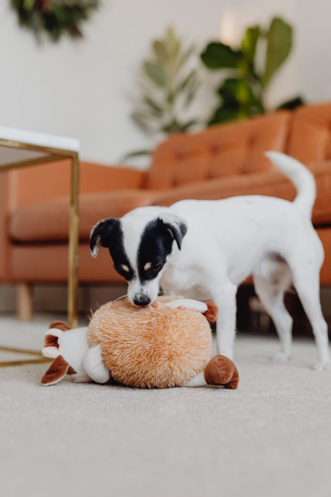 Perro mayor descansando junto a su juguete favorito en casa