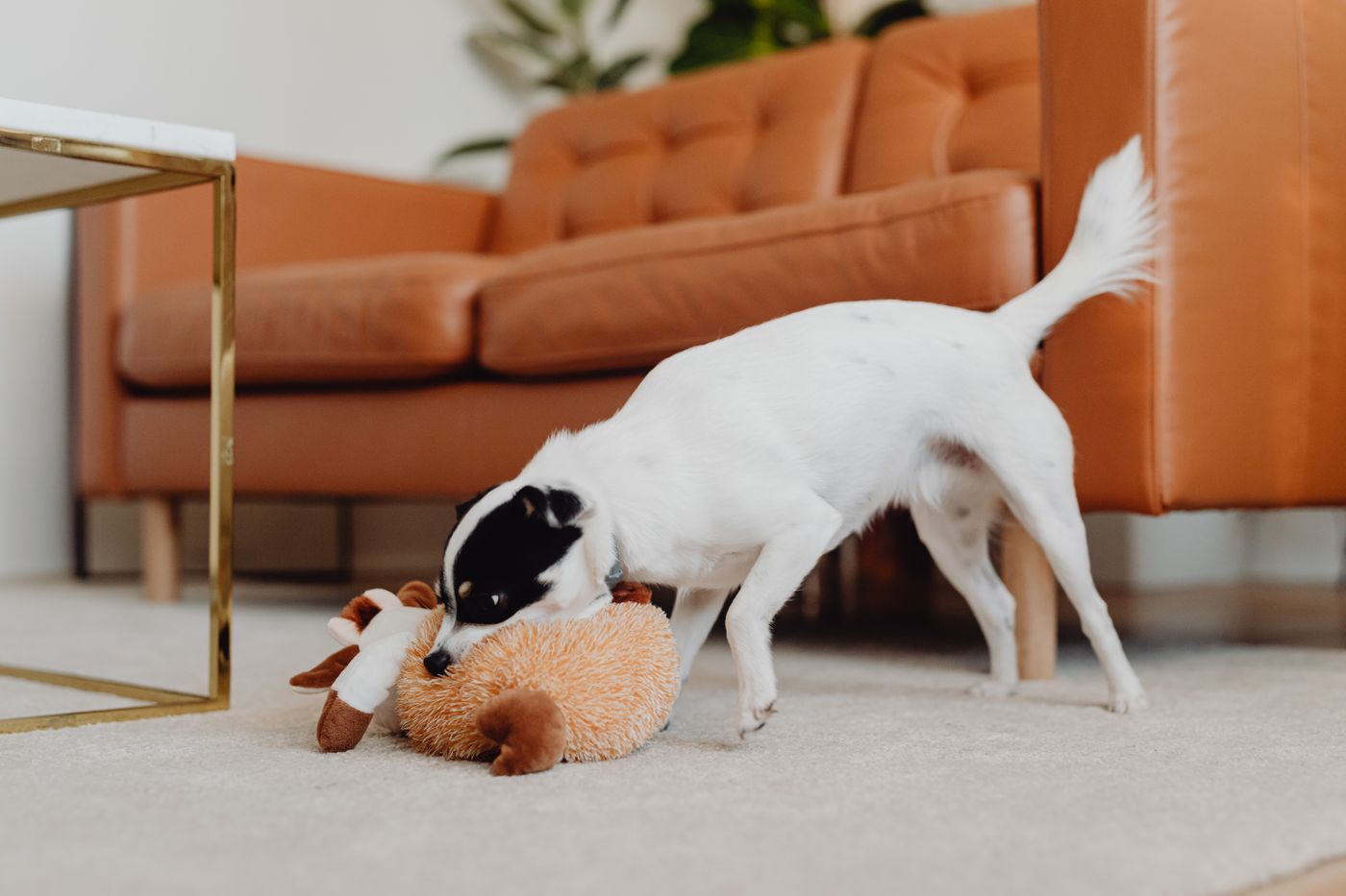 Dog toy plush