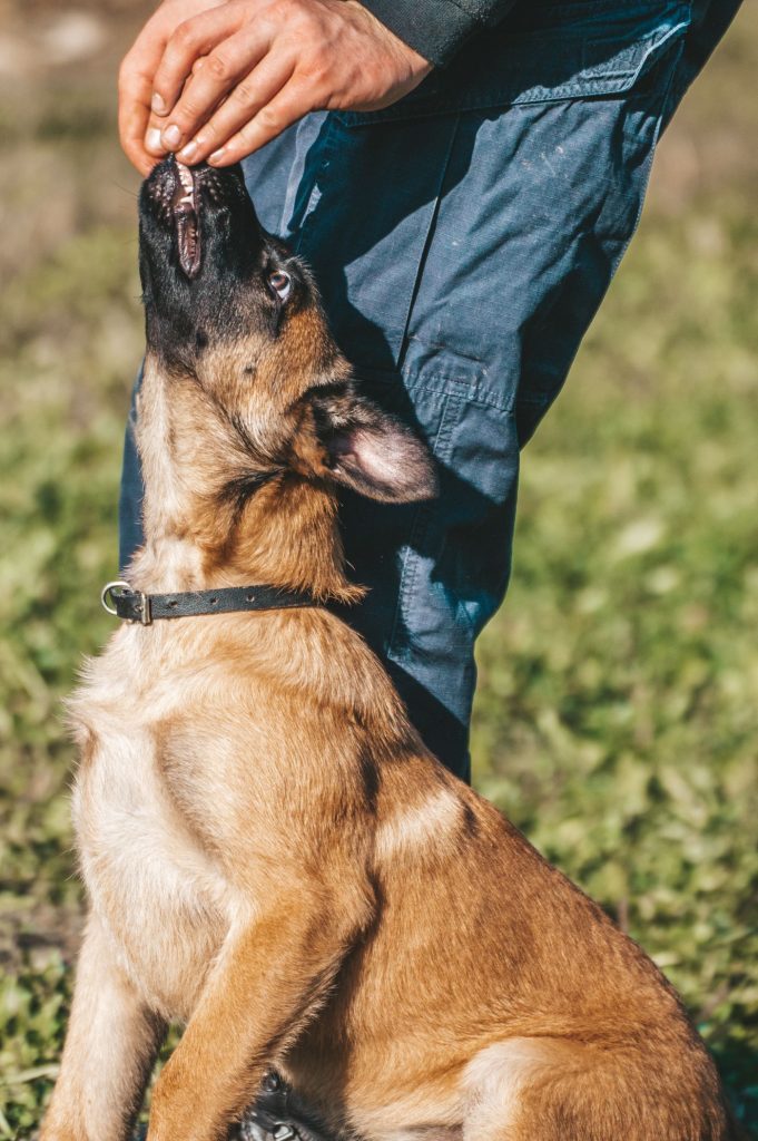 Persona entrenando a su perro a caminar sin tirar con premios