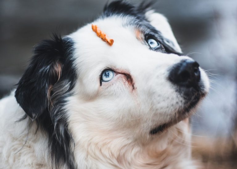 Dog training