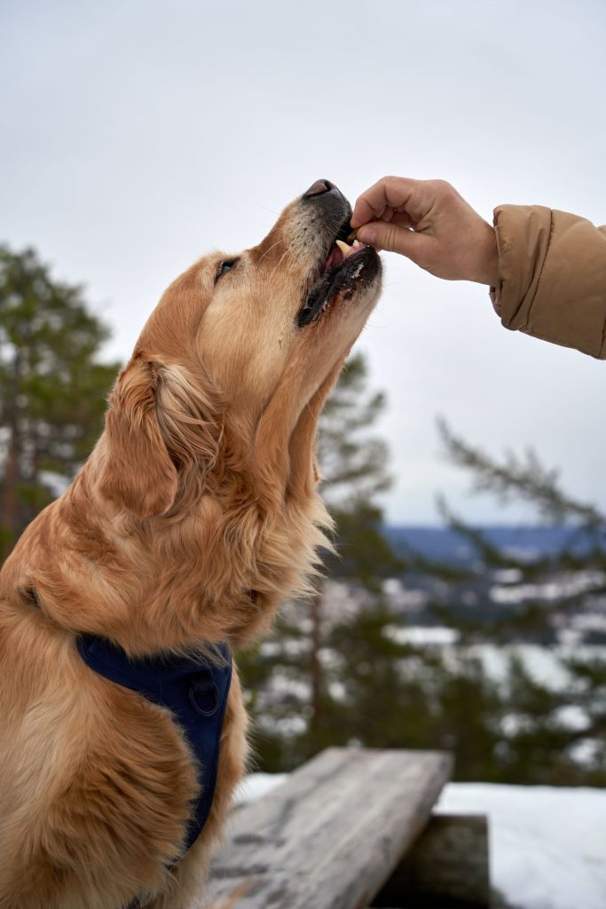 Perro olfateando el suelo buscando premios escondidos