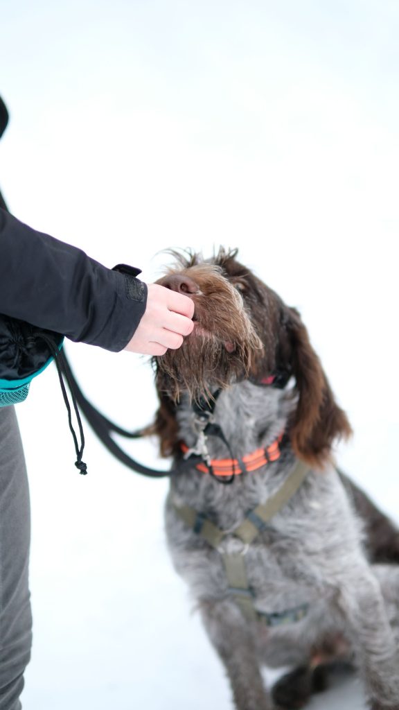 Persona entrenando a su perro a caminar sin tirar con premios
