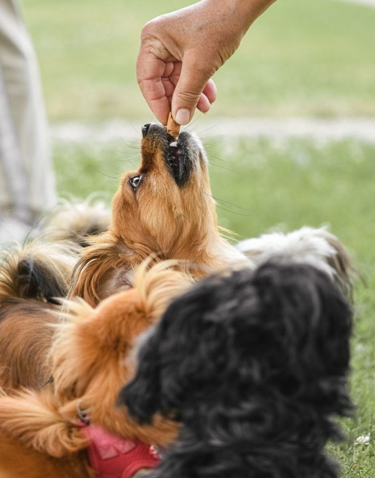 Dog treats