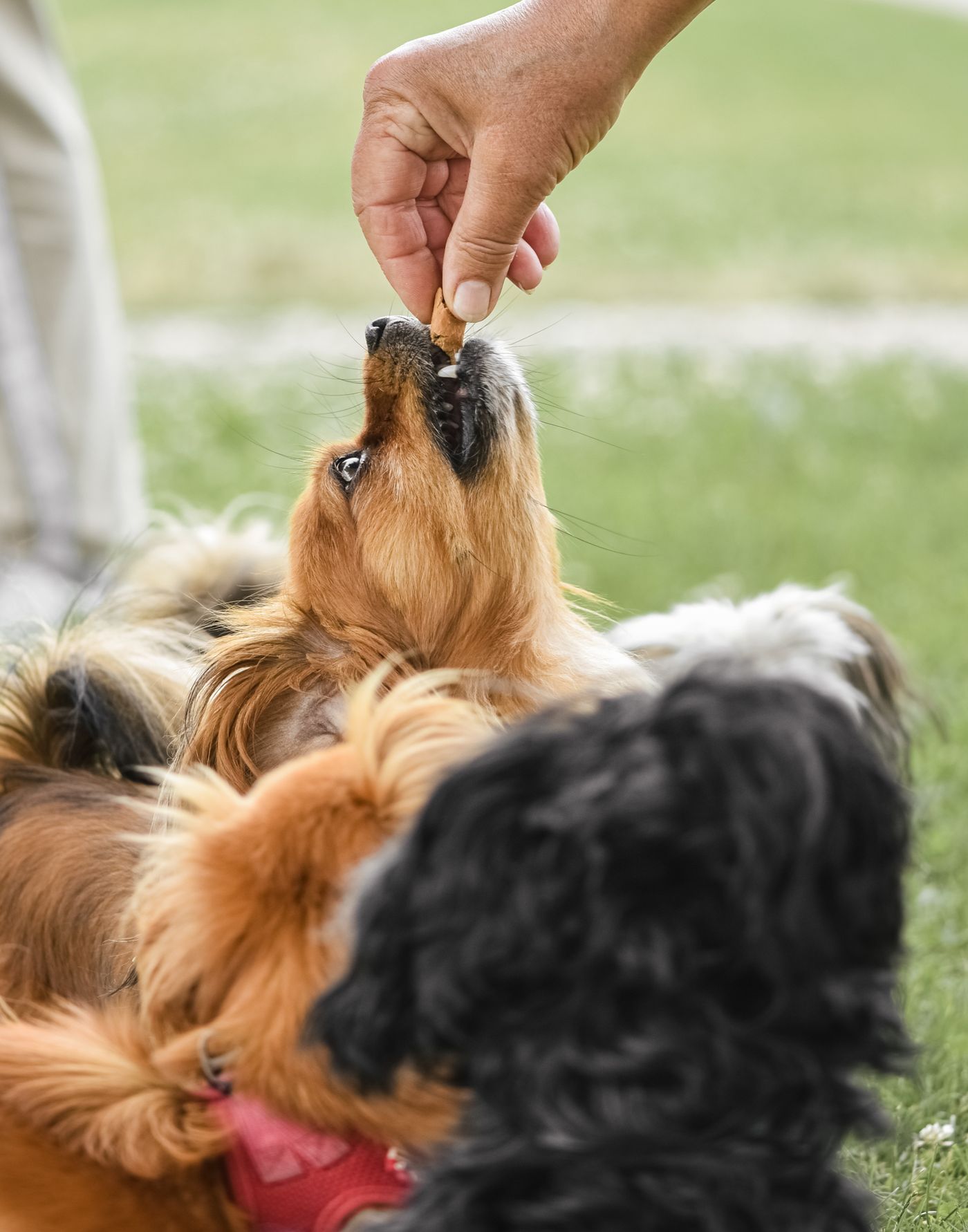 Dog treats