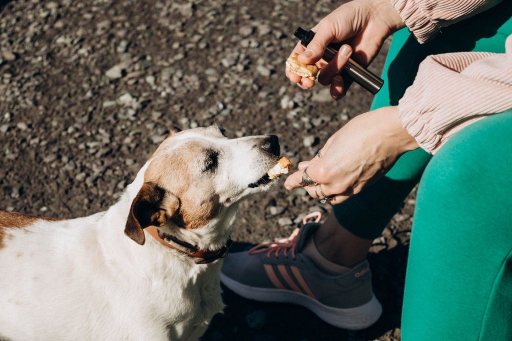 Perro comiendo despacio desde un comedero con relieve interior