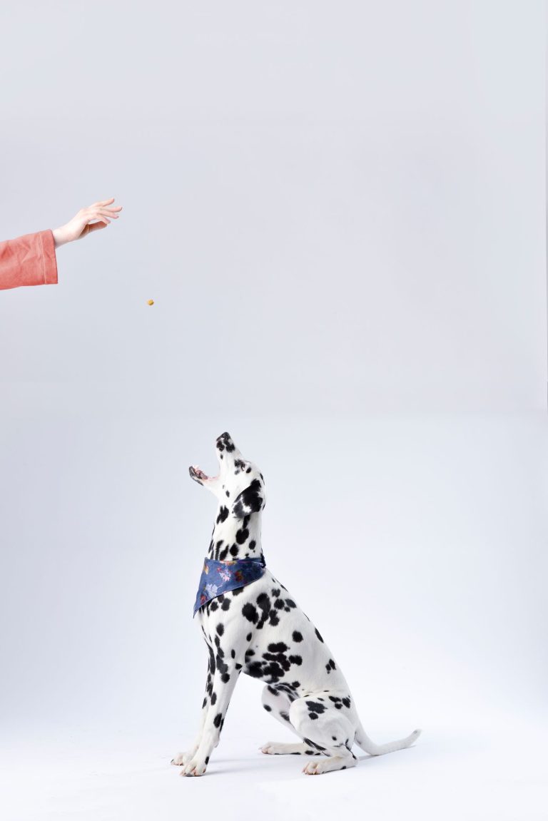 Dog treats