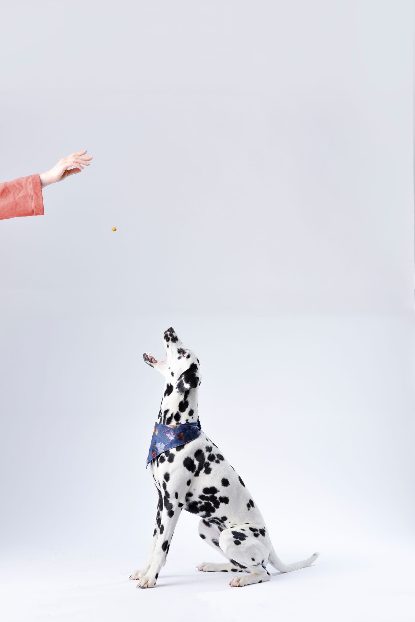 Dog treats