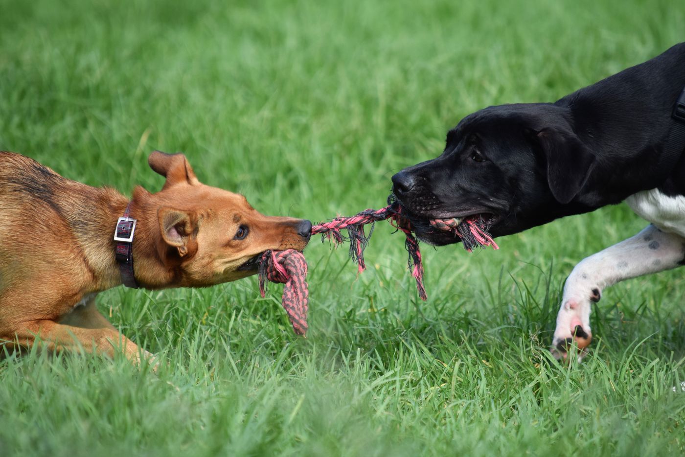 Dog tug
