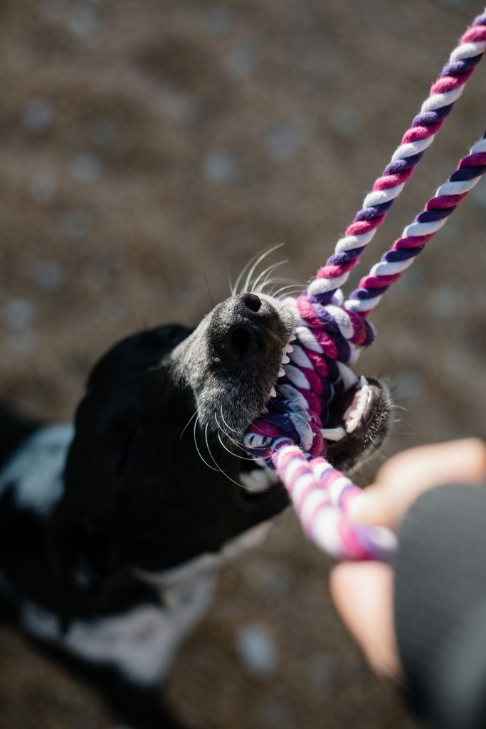 Perro jugando al tira y afloja con su dueño en el jardín