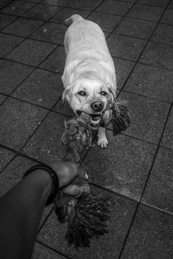 Dos perros jugando a tirar de una cuerda en un parque canino
