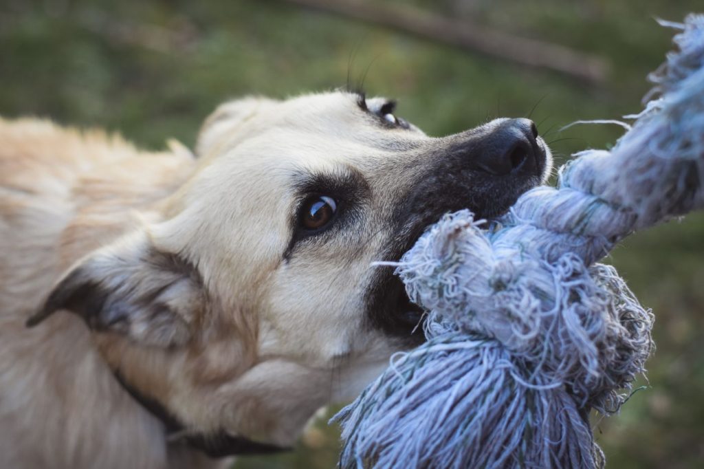 Perro jugando al tira y afloja con un juguete resistente