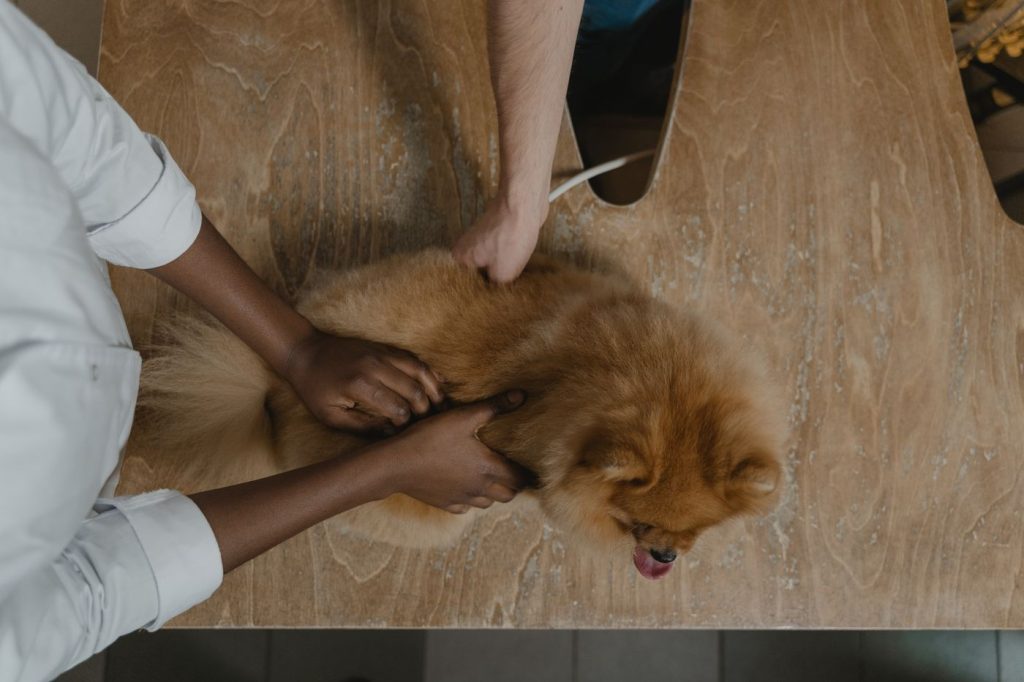 Veterinario revisando a un perro tras un episodio de calor