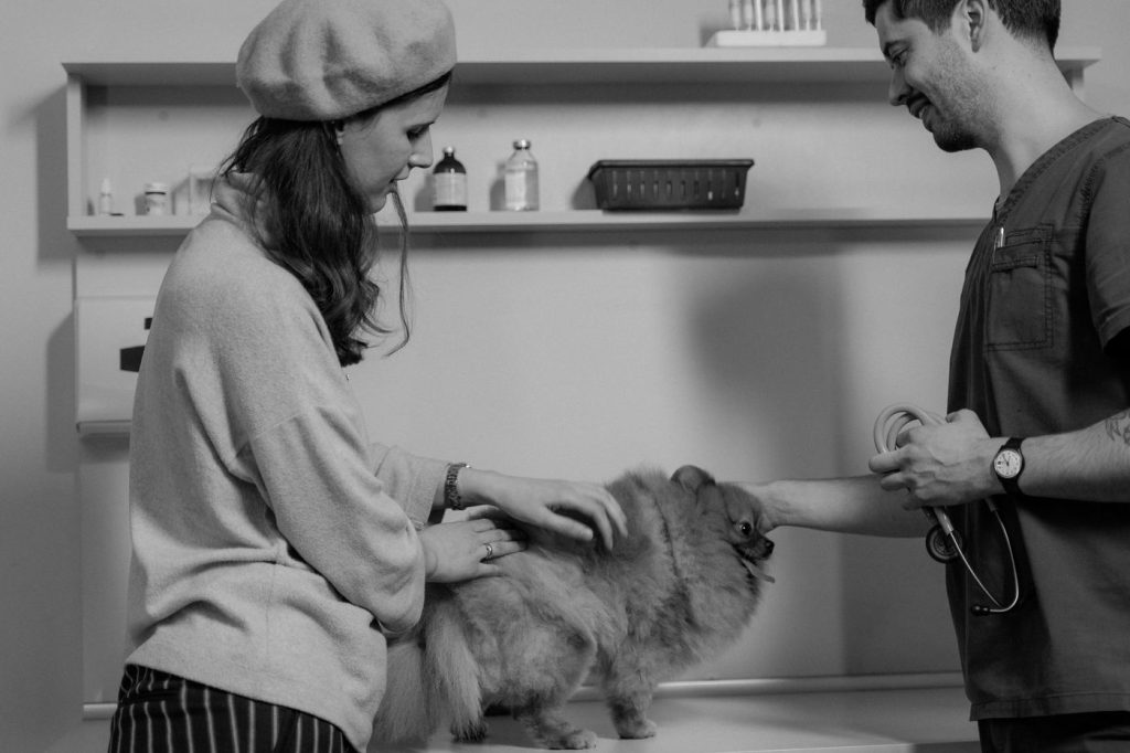 Revisión veterinaria de las patas de un perro tras un paseo de invierno