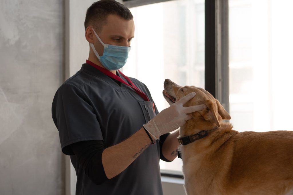 Veterinario explicando el uso de un comedero lento a una familia