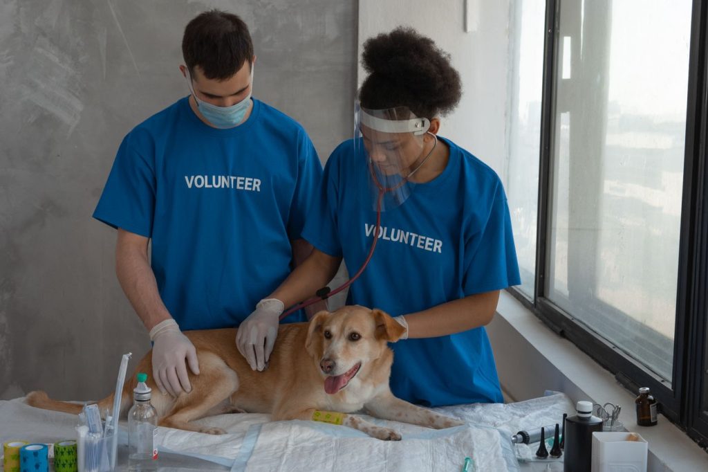 Veterinario revisando la postura de un perro junto a su comedero
