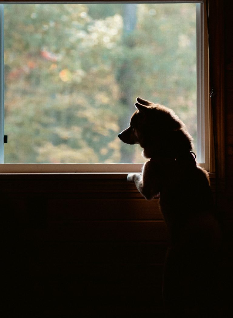 Dog window home
