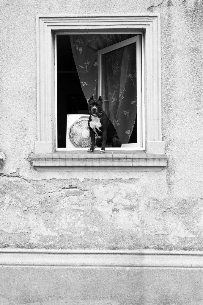 Perro con jersey mirando por la ventana de casa en un día de otoño
