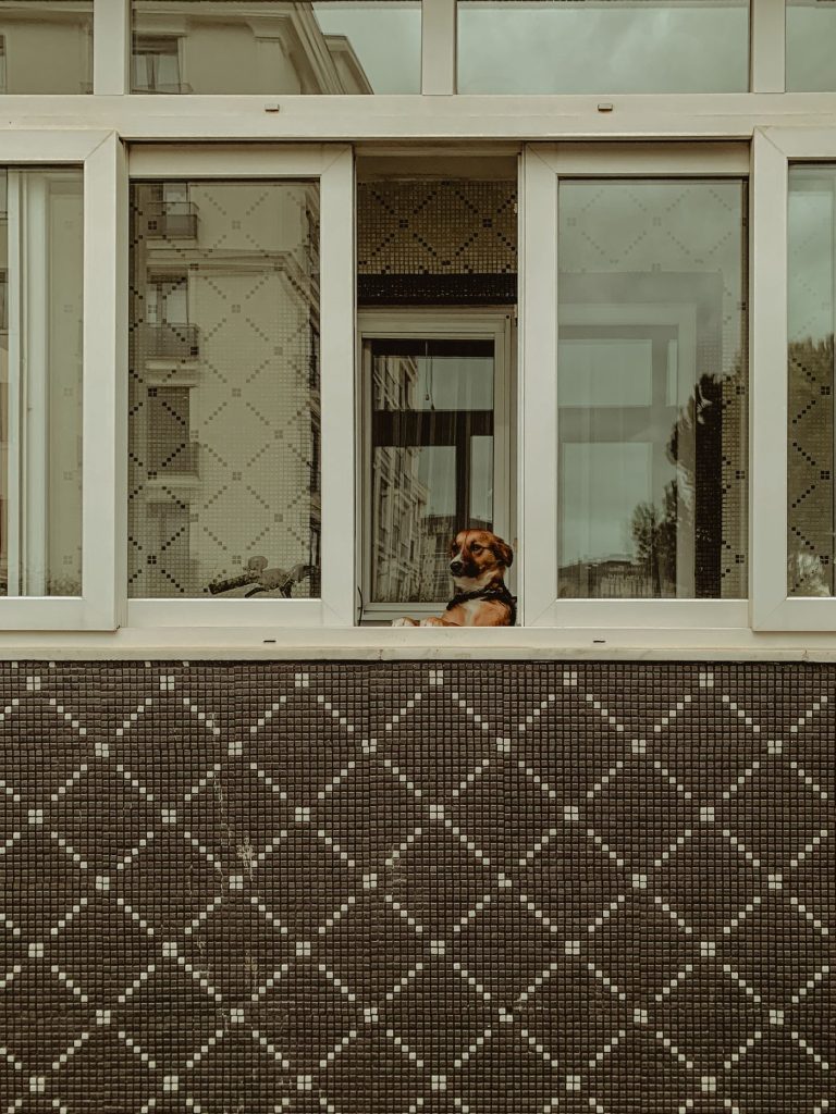 Perro tranquilo mirando por la ventana de un apartamento de vacaciones
