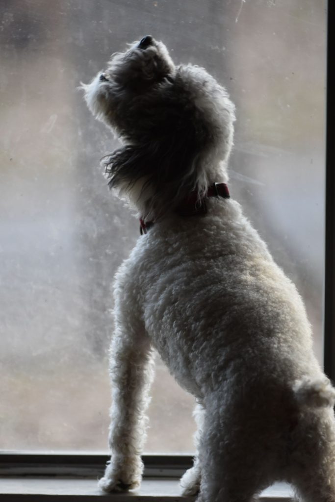 Perro mirando por la ventana esperando a que vuelva su dueño
