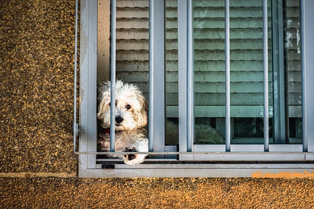 Perro esperando tranquilo junto a la ventana de casa