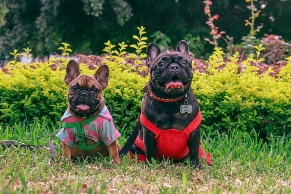Bulldog francés con pajarita en un evento especial