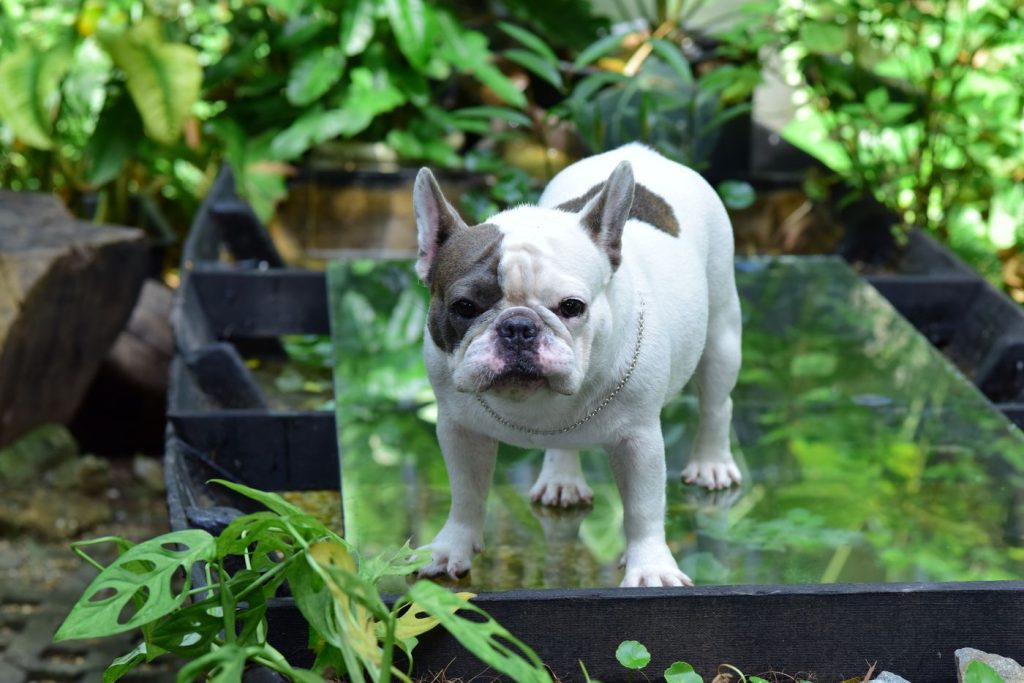 Bulldog francés con jersey ajustado a su pecho ancho