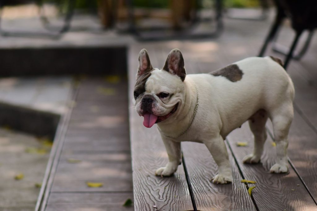 Bulldog francés con chaqueta ajustada a su pecho ancho