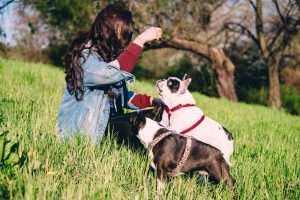 French bulldog