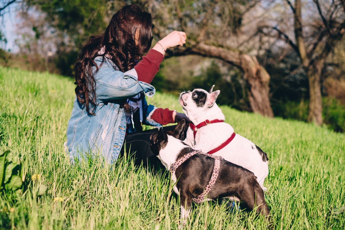 French bulldog