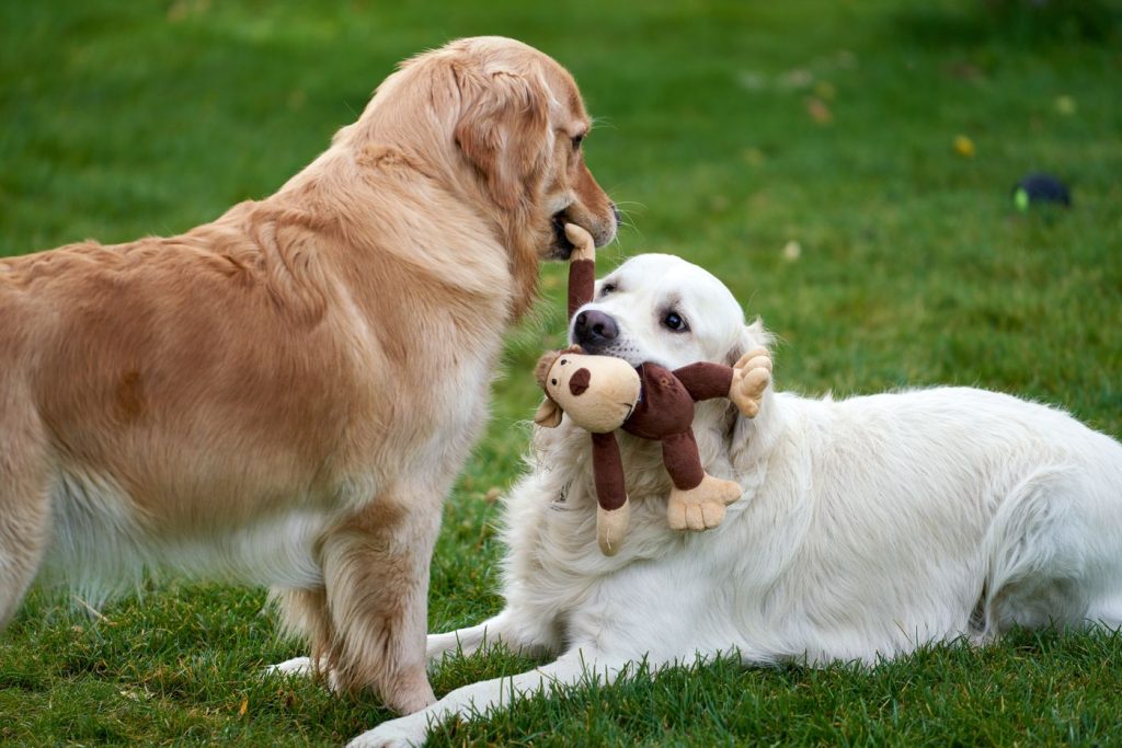 Golden retriever con chaqueta de talla grande en la calle
