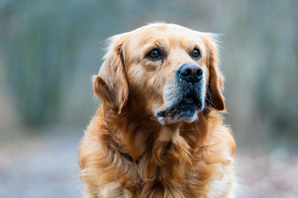 Golden retriever con chaqueta de abrigo en un parque