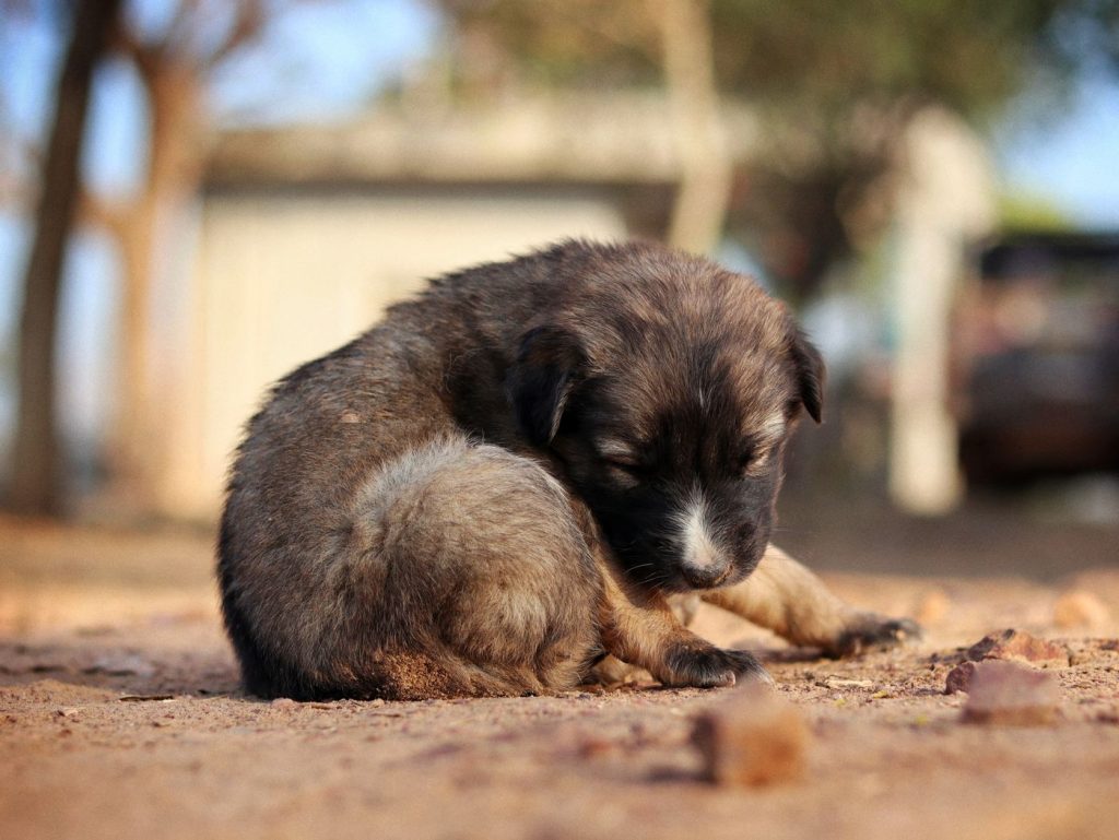 Cachorro con jersey de algodón suave sentado en el jardín