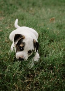 Puppy