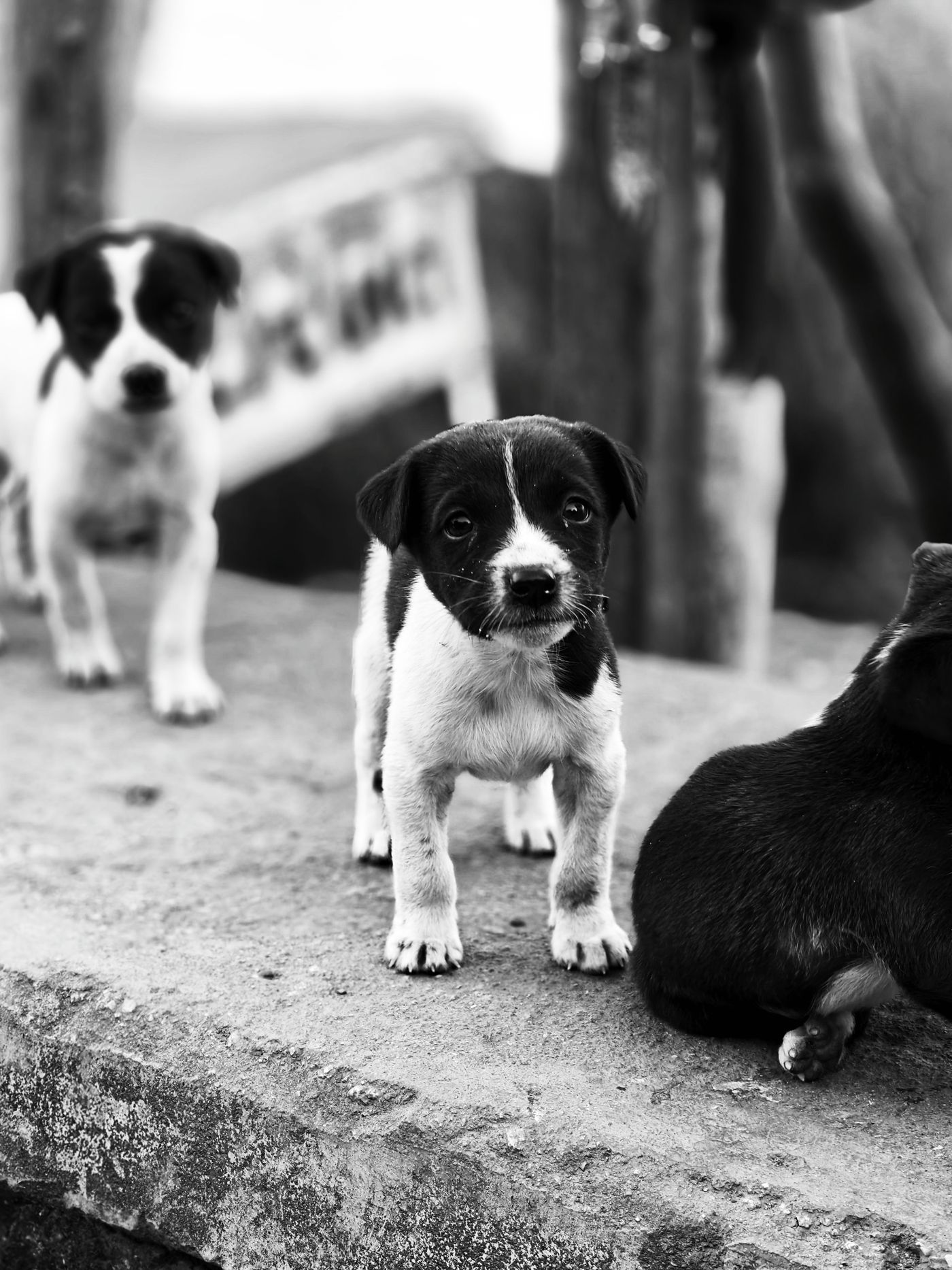 Puppy
