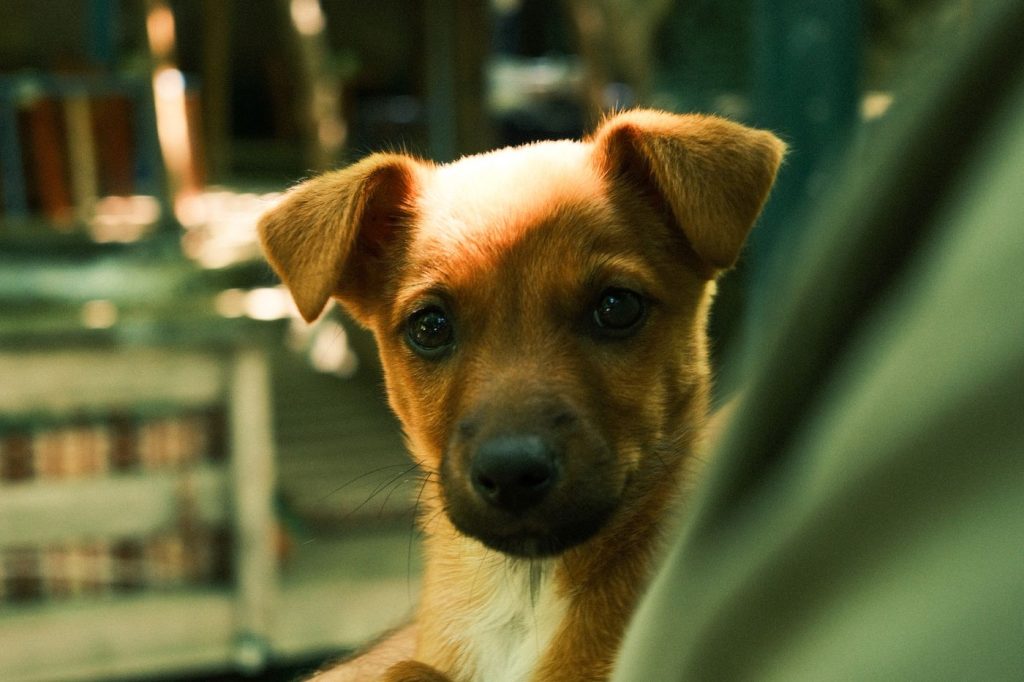 Cachorro con pijama de algodón durmiendo en su cama